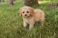 Buttons - Munchkin Bernedoodle, a female Cavalier King Charles Spaniel and Miniature Bernedoodle for sale in Milford, IN – 6 of 7