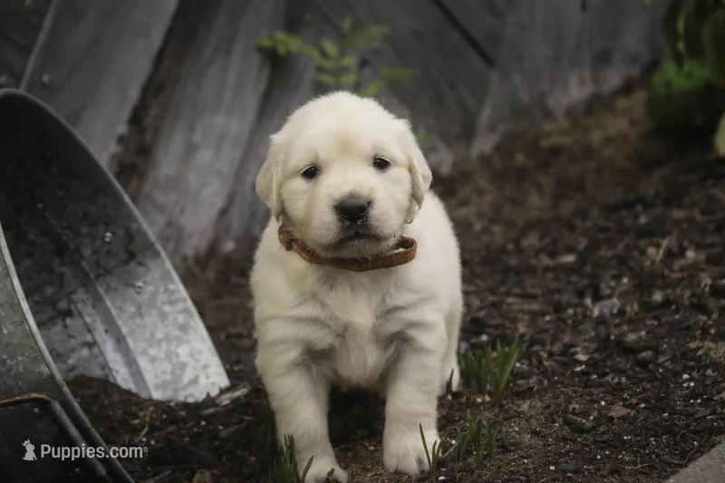 Amelia - AKC  – English Cream Golden Retriever puppy for sale in Milford, IN