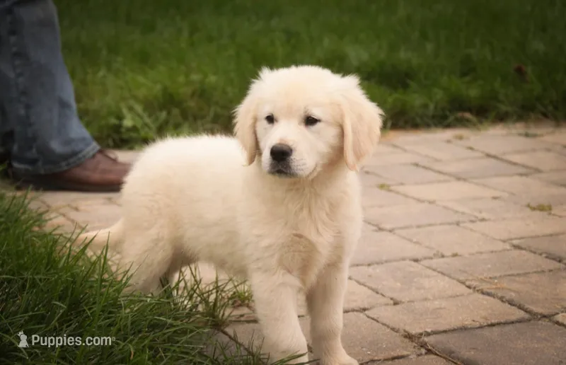 Norah - AKC – English Cream Golden Retriever puppy for sale in Milford, IN