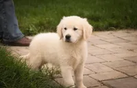 Norah - AKC, a female English Cream Golden Retriever for sale in Milford, IN – 2 of 4