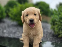 Bingley - AKC, health tested parents, a male Golden Retriever for sale in Milford, IN – 4 of 6