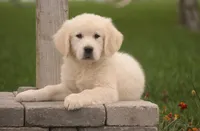 Norah - AKC, a female English Cream Golden Retriever for sale in Milford, IN – 3 of 4