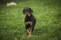 Cedric - AKC, Health tested lines, a male Doberman Pinscher for sale in Milford, IN – 6 of 10