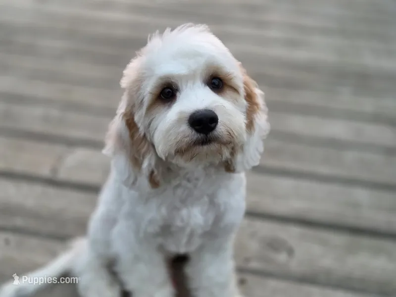 Gnome - Munchkin Bernedoodle – Cavalier King Charles Spaniel, Miniature Bernedoodle puppy for sale in Milford, IN