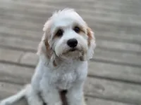 Remy - Munchkin Bernedoodle, a male Cavalier King Charles Spaniel and Miniature Bernedoodle for sale in Milford, IN – 5 of 9