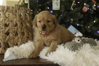 Sasha - AKC, a female Golden Retriever for sale in Milford, IN – Photo 5 of 10