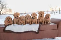 Sasha - AKC, a female Golden Retriever for sale in Milford, IN – Photo 7 of 10