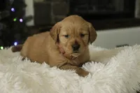 Sasha - AKC, a female Golden Retriever for sale in Milford, IN – Photo 10 of 10