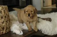 Sasha - AKC, a female Golden Retriever for sale in Milford, IN – Photo 3 of 10