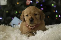 Sasha - AKC, a female Golden Retriever for sale in Milford, IN – Photo 2 of 10
