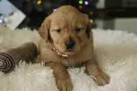Sasha - AKC, a female Golden Retriever for sale in Milford, IN – Photo 4 of 10