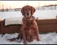 Sasha - AKC, a female Golden Retriever for sale in Milford, IN – Photo 8 of 10