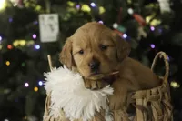 Sasha - AKC, a female Golden Retriever for sale in Milford, IN – Photo 1 of 10