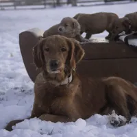Scarlet - AKC, a female Golden Retriever for sale in Milford, IN – Photo 3 of 3