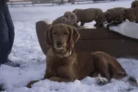 Scarlet - AKC, a female Golden Retriever for sale in Milford, IN – Photo 3 of 3