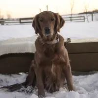 Scarlet - AKC, a female Golden Retriever for sale in Milford, IN – Photo 2 of 3