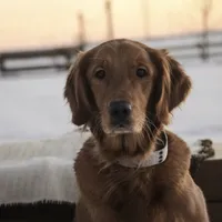 Scarlet - AKC, a female Golden Retriever for sale in Milford, IN – Photo 1 of 3