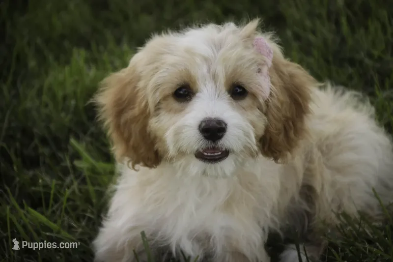 Tinkerbell – Cavalier King Charles Spaniel, Miniature Bernedoodle puppy for sale in Milford, IN