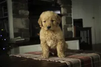 Sarge - AKC, a male Golden Retriever for sale in Milford, IN – Photo 1 of 10