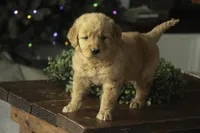 Sarge - AKC, a male Golden Retriever for sale in Milford, IN – Photo 4 of 10