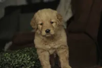 Sarge - AKC, a male Golden Retriever for sale in Milford, IN – Photo 6 of 10