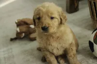 Sarge - AKC, a male Golden Retriever for sale in Milford, IN – Photo 9 of 10
