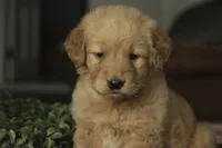 Sarge - AKC, a male Golden Retriever for sale in Milford, IN – Photo 7 of 10