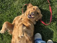 Upcoming Female - OFA and genetic tested parents, a  English Cream Golden Retriever for sale in Milford, IN – Photo 2 of 2