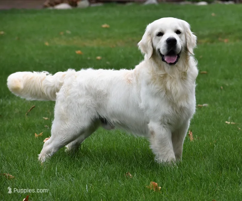 Upcoming Female - OFA and genetic tested parents – English Cream Golden Retriever puppy for sale in Milford, IN