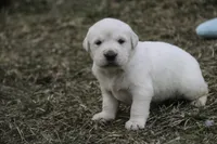 processed/6b4592ea-b665-43e4-ae4b-5534e48ca0a1/listing/6a82d8bd-81ca-4109-ae8f-af16e593a5d8/069e43fb-2fa7-472c-9fba-25962ac03d85