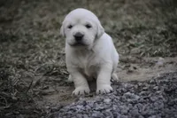 processed/6b4592ea-b665-43e4-ae4b-5534e48ca0a1/listing/6a82d8bd-81ca-4109-ae8f-af16e593a5d8/2085f509-77ff-4818-9df0-0713de150c92