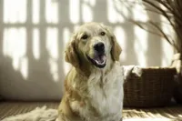 processed/6b4592ea-b665-43e4-ae4b-5534e48ca0a1/listing/6a82d8bd-81ca-4109-ae8f-af16e593a5d8/55b21a79-15d4-422a-90c6-4018c3cd9efd