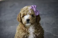 Annabelle - small mini, a female Poodle - Miniature  for sale in Milford, IN – Photo 6 of 8