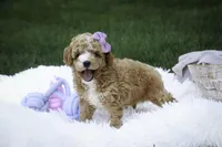 Annabelle - small mini, a female Poodle - Miniature  for sale in Milford, IN – Photo 8 of 8