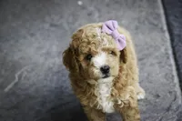 Annabelle - small mini, a female Poodle - Miniature  for sale in Milford, IN – Photo 5 of 8