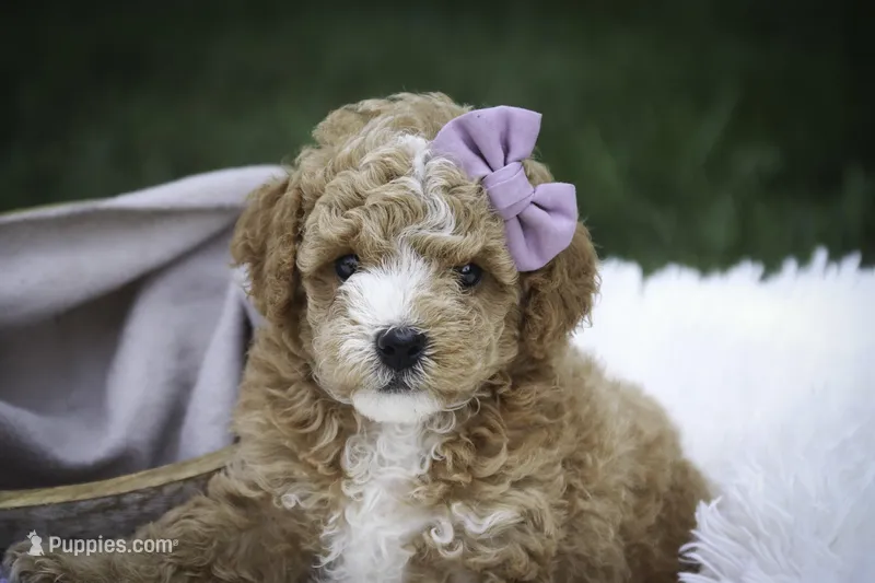 Annabelle - small mini