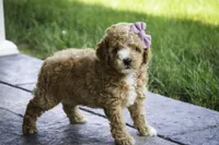 Annabelle - small mini, a female Poodle - Miniature  for sale in Milford, IN – Photo 7 of 8