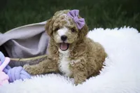 Annabelle - small mini, a female Poodle - Miniature  for sale in Milford, IN – Photo 4 of 8