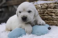 processed/6b4592ea-b665-43e4-ae4b-5534e48ca0a1/listing/6a82d8bd-81ca-4109-ae8f-af16e593a5d8/b445684f-aded-4cdc-93c8-3d228da3b465