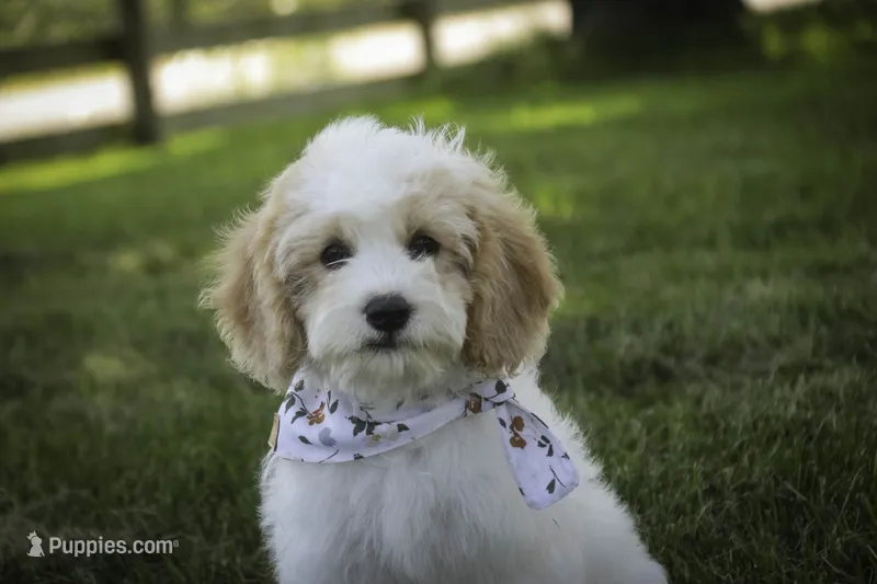 Fairy - Munchkin Bernedoodle – Cavalier King Charles Spaniel, Miniature Bernedoodle puppy for sale in Milford, IN