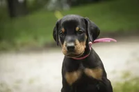 Delphine - AKC, Health tested lines, a female Doberman Pinscher for sale in Milford, IN – 2 of 10