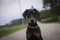 Griffin - AKC, health tested lines, a male Doberman Pinscher for sale in Milford, IN – 7 of 10