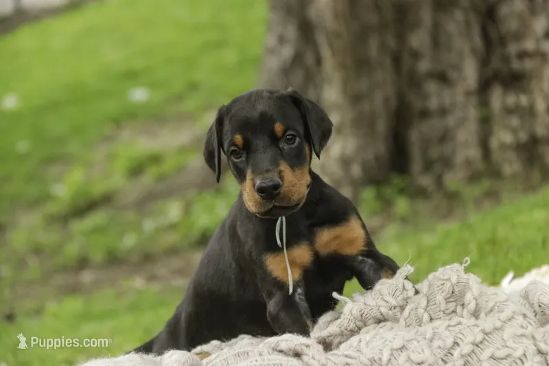 Cedric - AKC, Health tested lines – Doberman Pinscher puppy for sale in Milford, IN