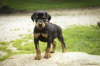 Delphine - AKC, Health tested lines, a female Doberman Pinscher for sale in Milford, IN – 4 of 10