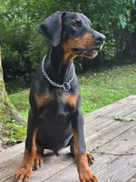 Griffin - AKC, health tested lines, a male Doberman Pinscher for sale in Milford, IN – 3 of 10
