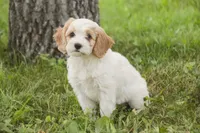 Fairy - Munchkin Bernedoodle, a female Cavalier King Charles Spaniel and Miniature Bernedoodle for sale in Milford, IN – 3 of 8