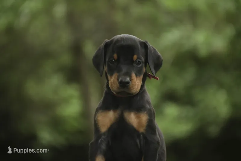 Delphine - AKC, Health tested lines – Doberman Pinscher puppy for sale in Milford, IN