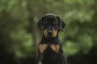 Delphine - AKC, Health tested lines, a female Doberman Pinscher for sale in Milford, IN – 1 of 10