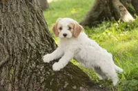Fairy - Munchkin Bernedoodle, a female Cavalier King Charles Spaniel and Miniature Bernedoodle for sale in Milford, IN – 7 of 8