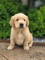 Bingley - AKC, health tested parents, a male Golden Retriever for sale in Milford, IN – 2 of 6